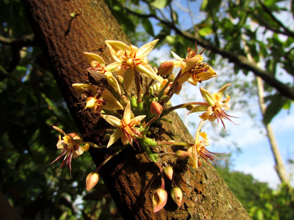 Cocoa flower Free photos