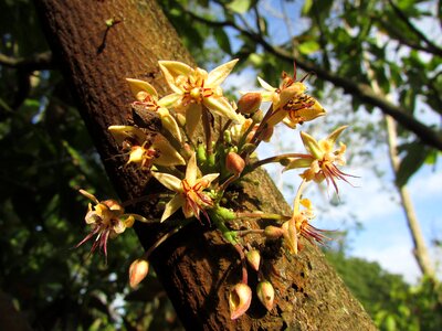 Cocoa flower Free photos photo