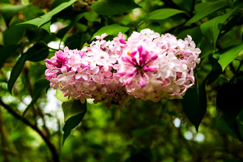 Garden nature
