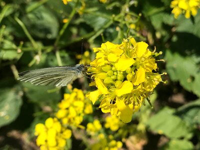 Butterflies blossom bloom