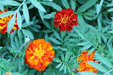 Orange green