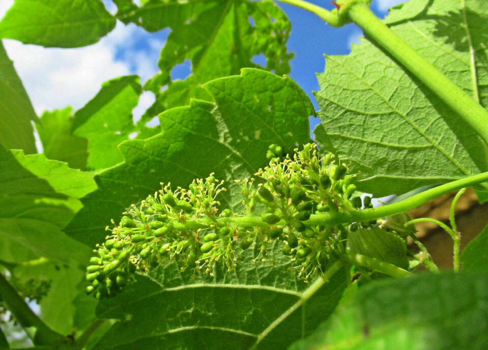 Plant grape Free photos