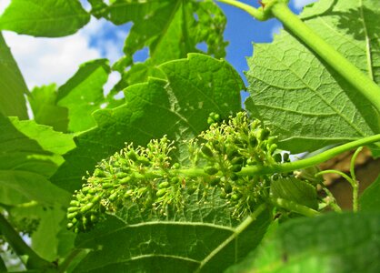 Plant grape Free photos