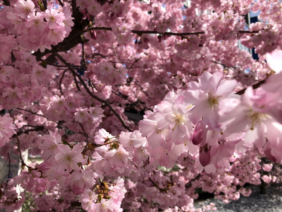 Cherry tree pink bloom