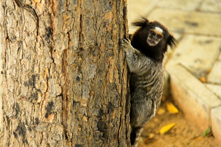 Animal world marmoset nico