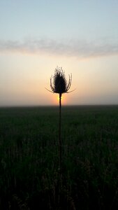 Nature field lockscreen wallpaper