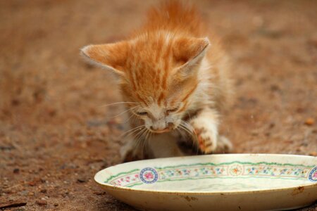 Mud drinking milk