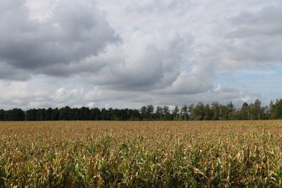 Nature cereals agriculture