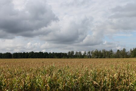 Nature cereals agriculture