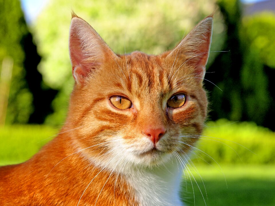 Domestic cat animal portrait fur