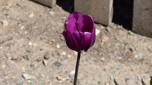Purple tulip flower photo