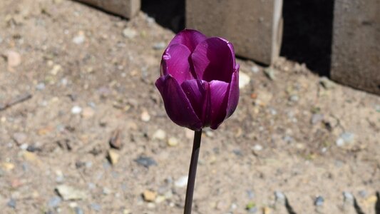 Purple tulip flower