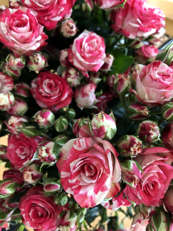 Rose blooms nature blossom
