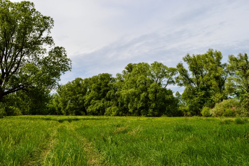 Summer clouds fields