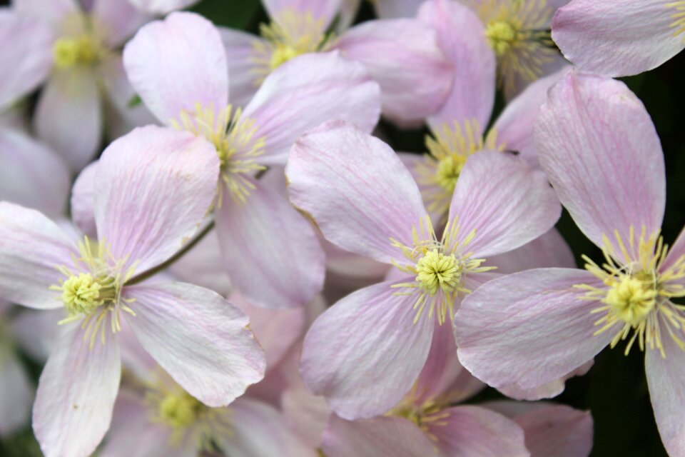 Bloom pink climber plant