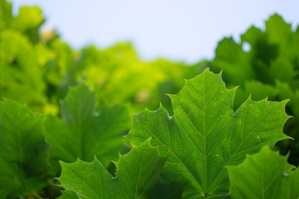 Green nature autumn