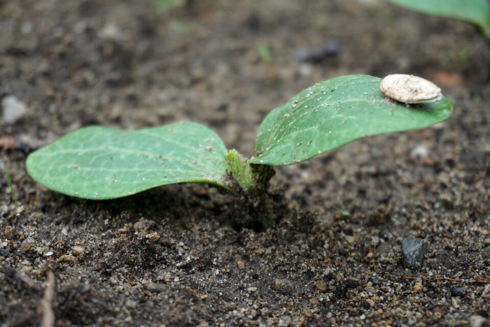Courgette nano garden gardening