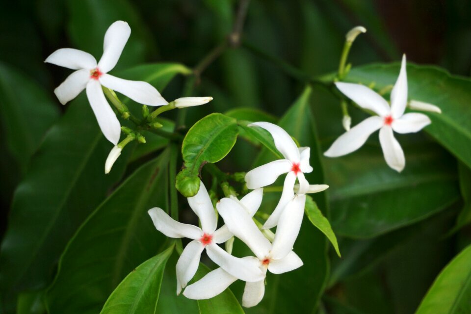 Spring hua xie leaves flowers