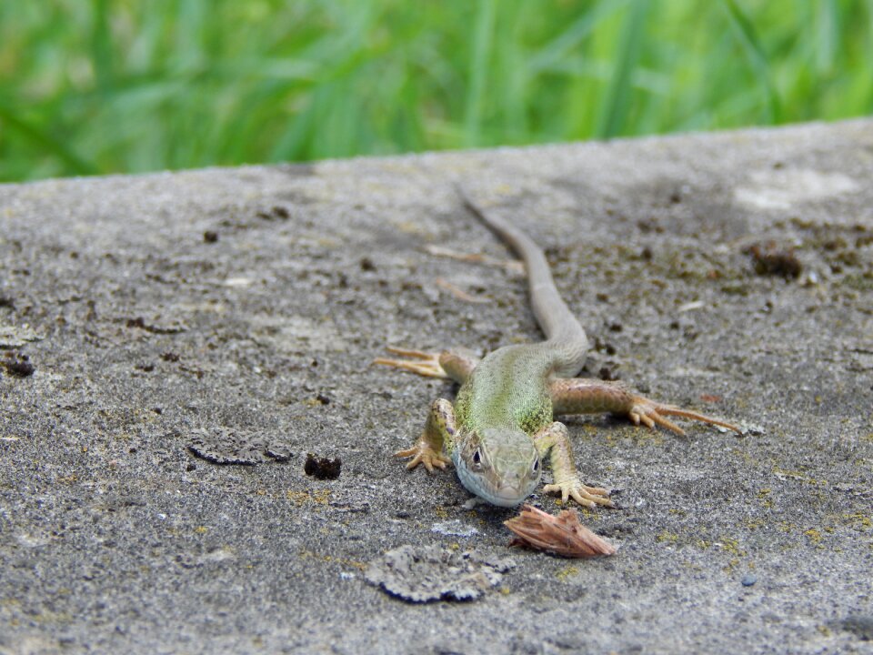 Animal animals reptile