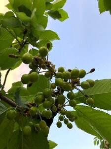 Cherries fruit red photo