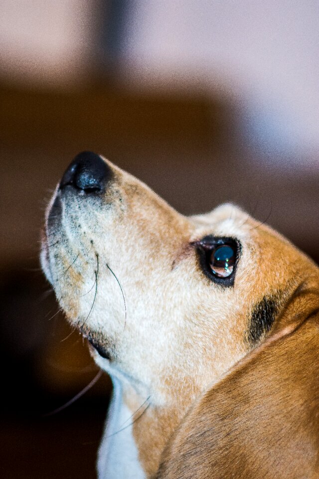 Pet cute adorable