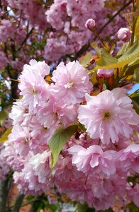 Flower bloom blossom