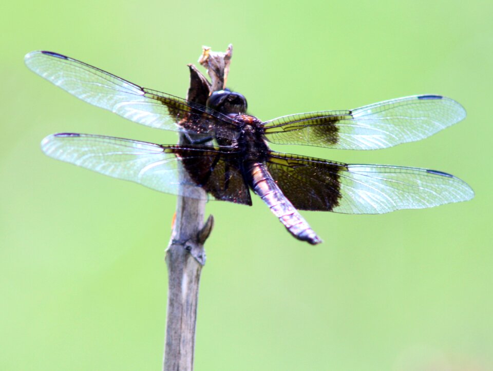 Insect bug green dragon photo