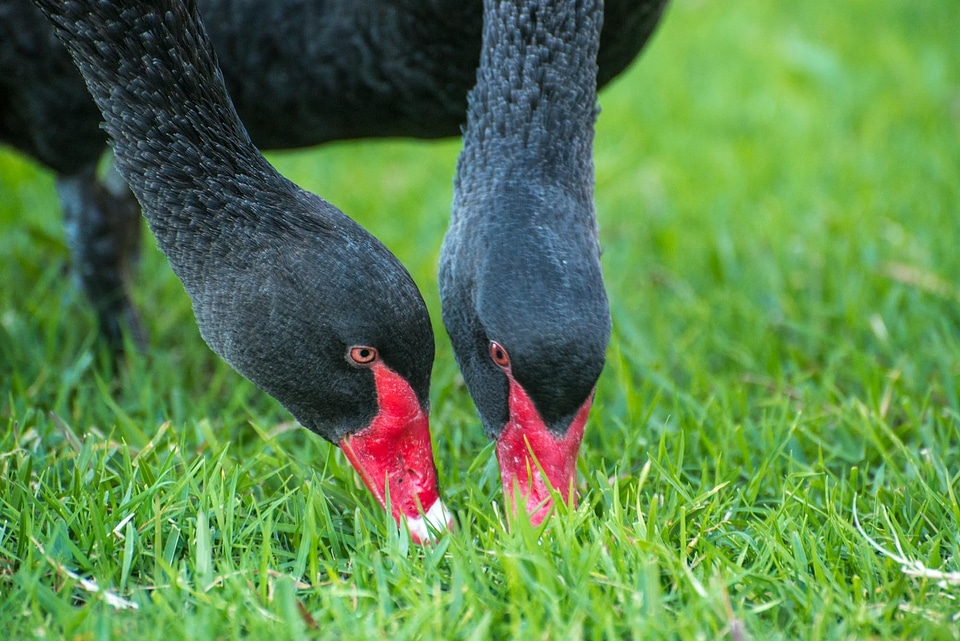 Black australia grazing
