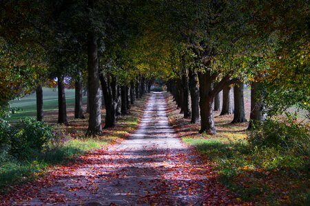 Tree lined fall leaves country