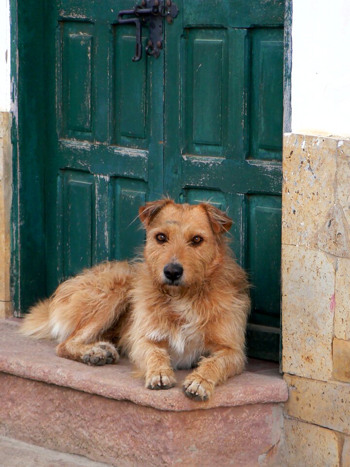 Animal colonial boyacá
