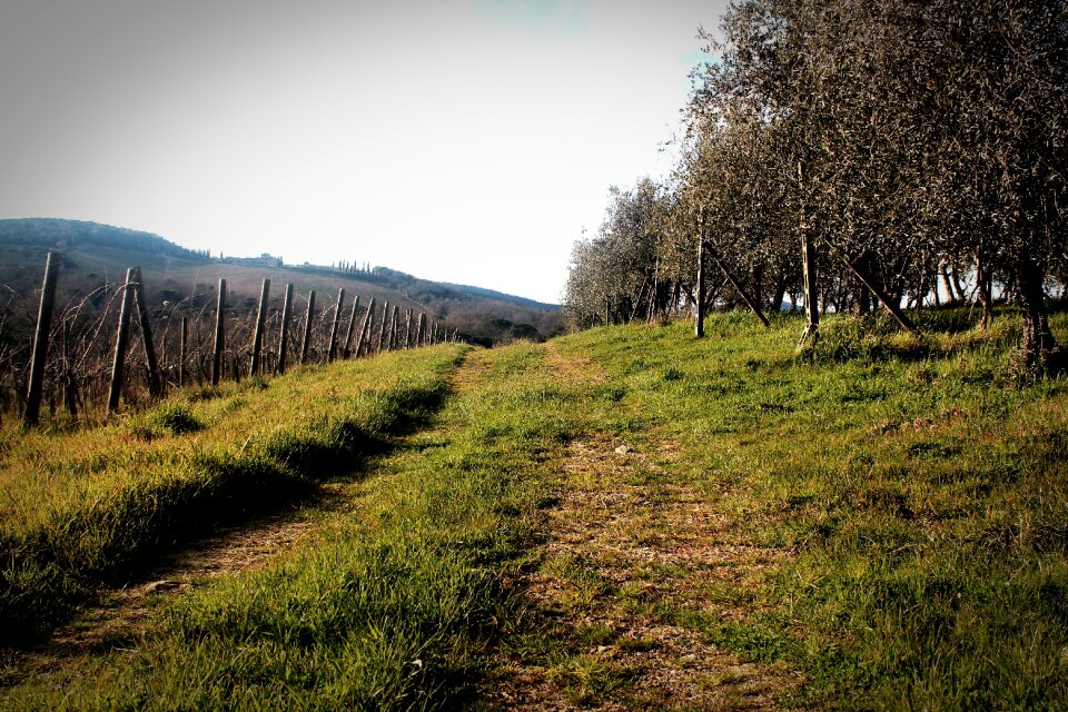 Olives olive tree grove
