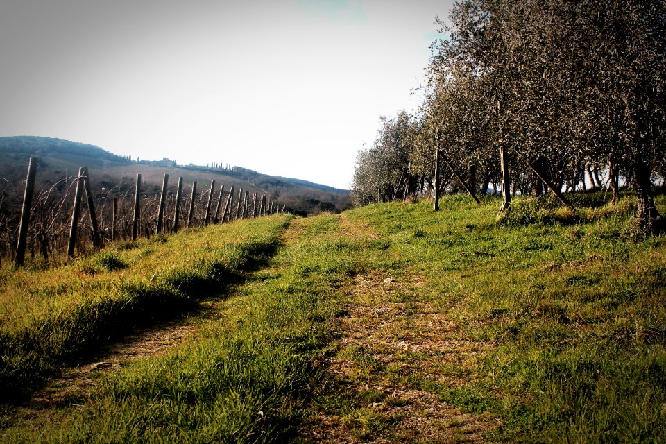 Olives olive tree grove photo