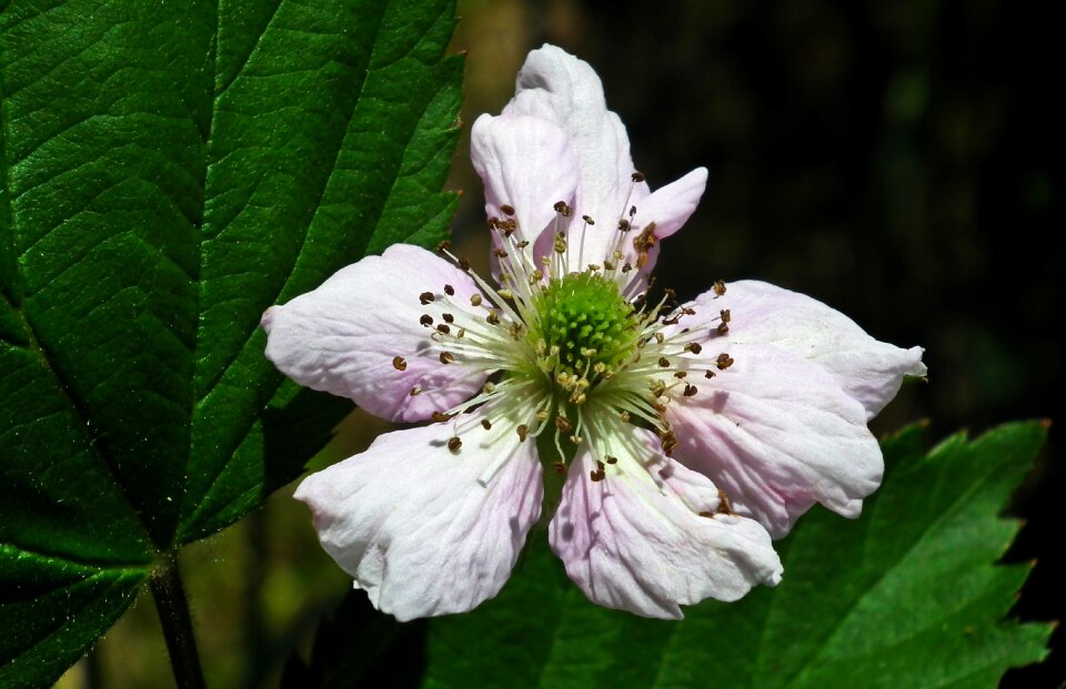 Bush nature garden
