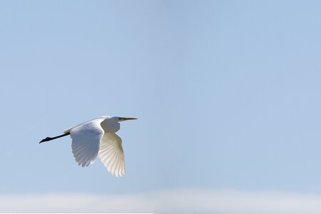 Bird sky egret photo