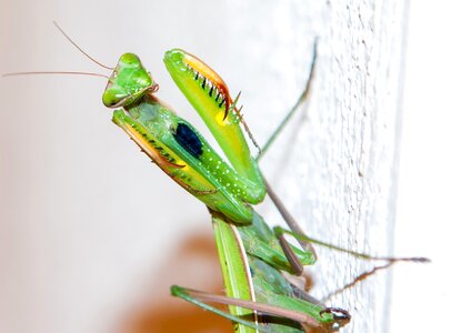 Mantis religiosa nature macro photo