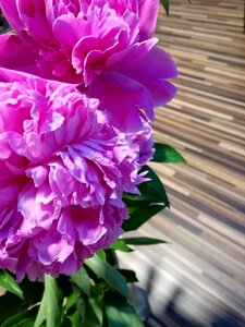 Romantic fresh petal