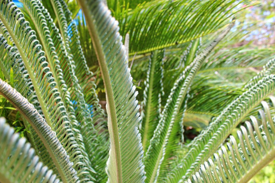 Tropical botanical