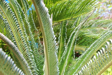 Tropical botanical
