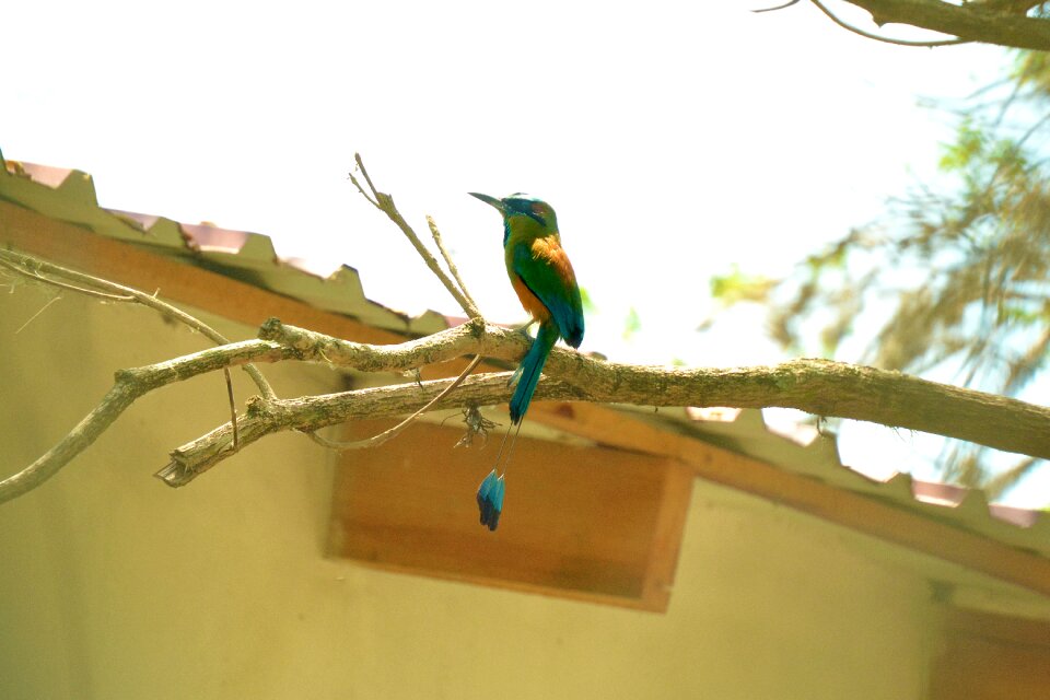 Nature fauna little bird