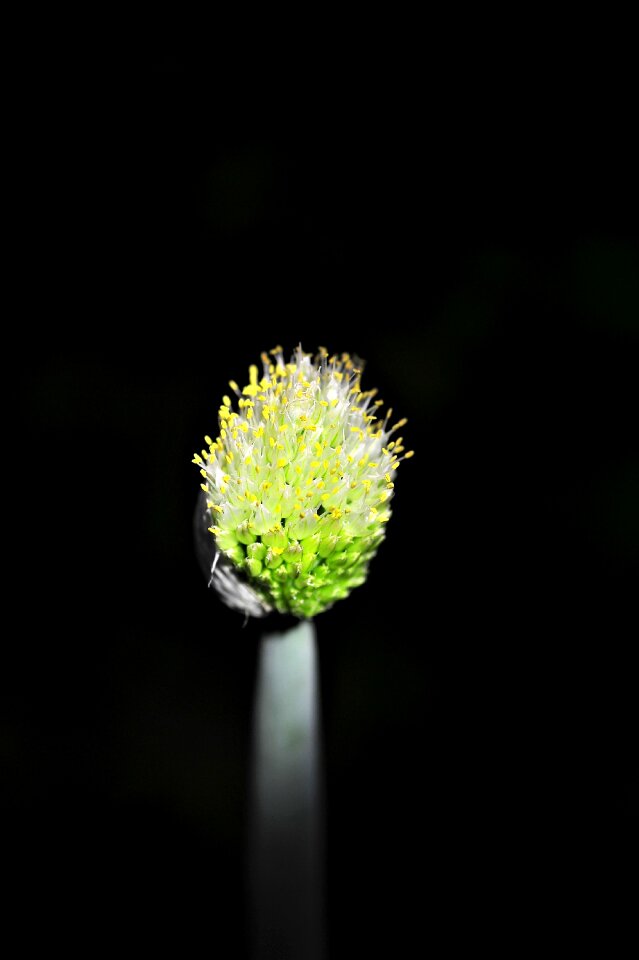 Wave blue flowers seed