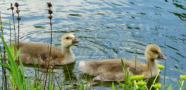 Waterfowl water cute