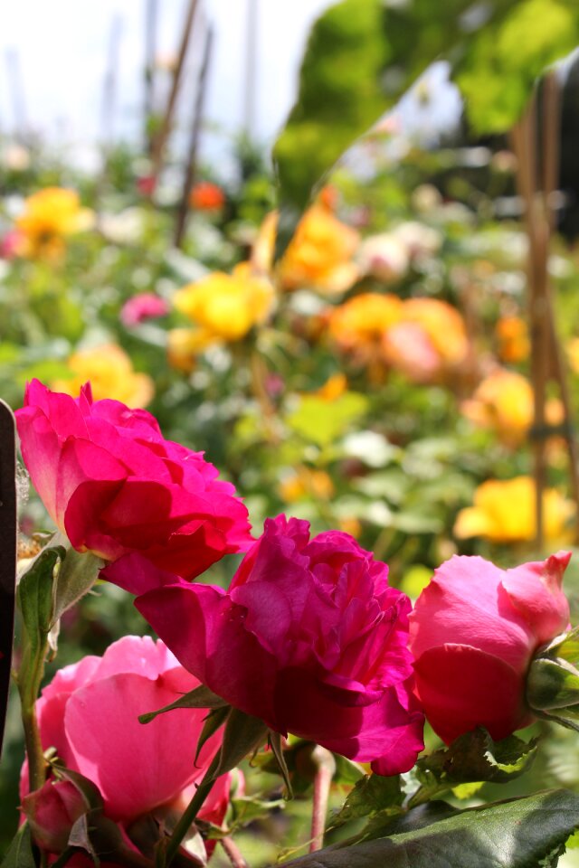 Flowering festival love