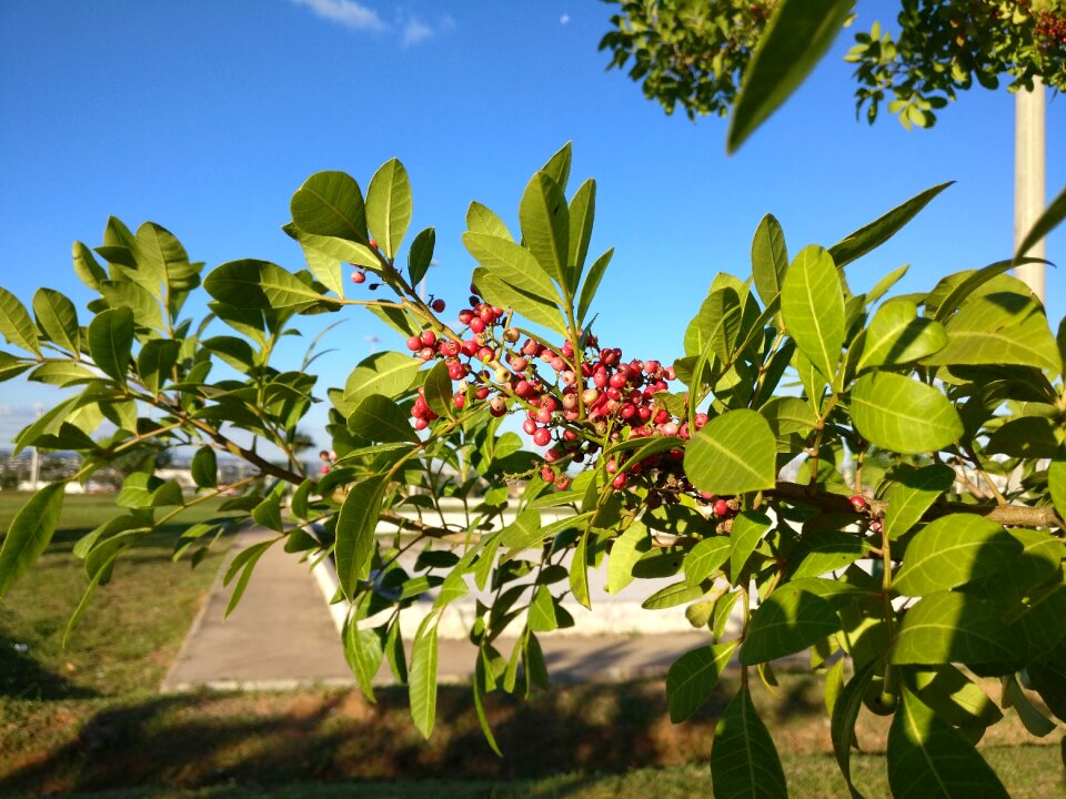 Leaves flying park