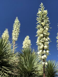 Succulent desert