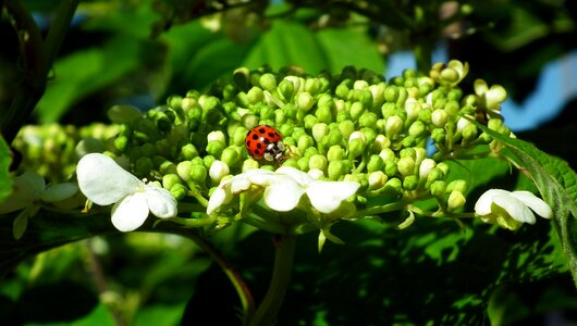 Garden insect ladybug photo