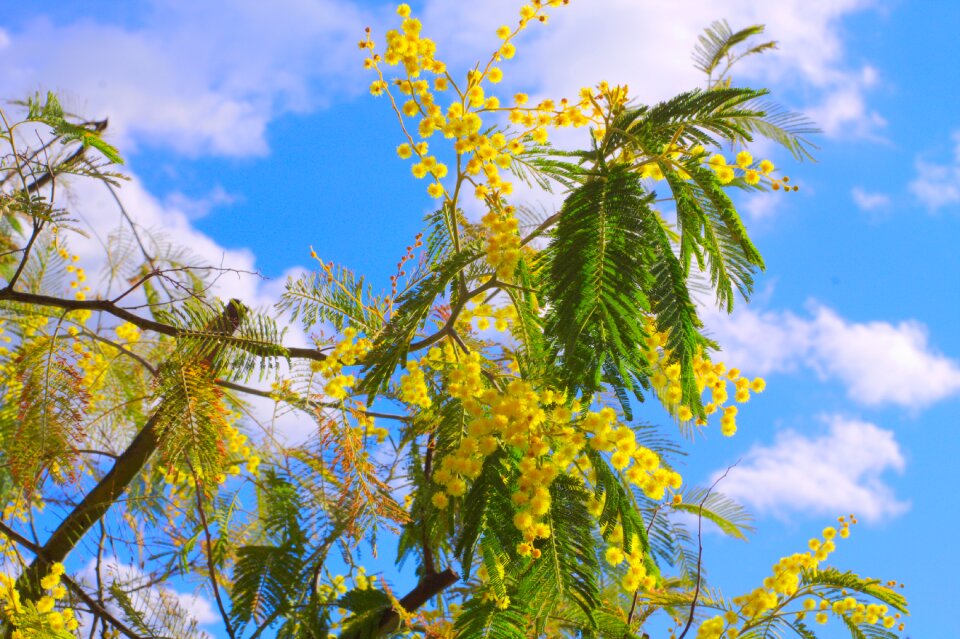 Mimosas flower yellow photo