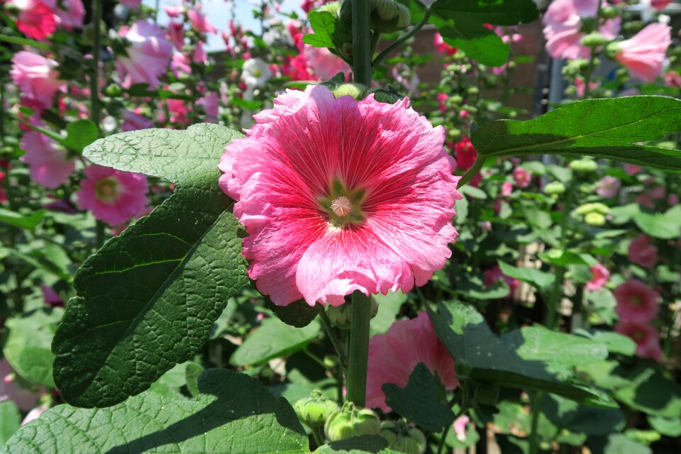 Flower shu and flowers hollyhock flowers