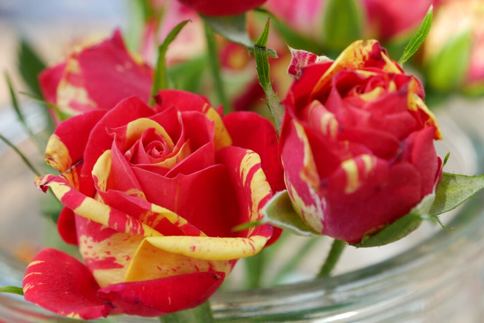 Nature rose blooms beauty