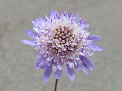 Pin cushioning flower scabious purple flower