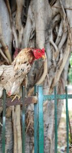 Landscape wildlife animal
